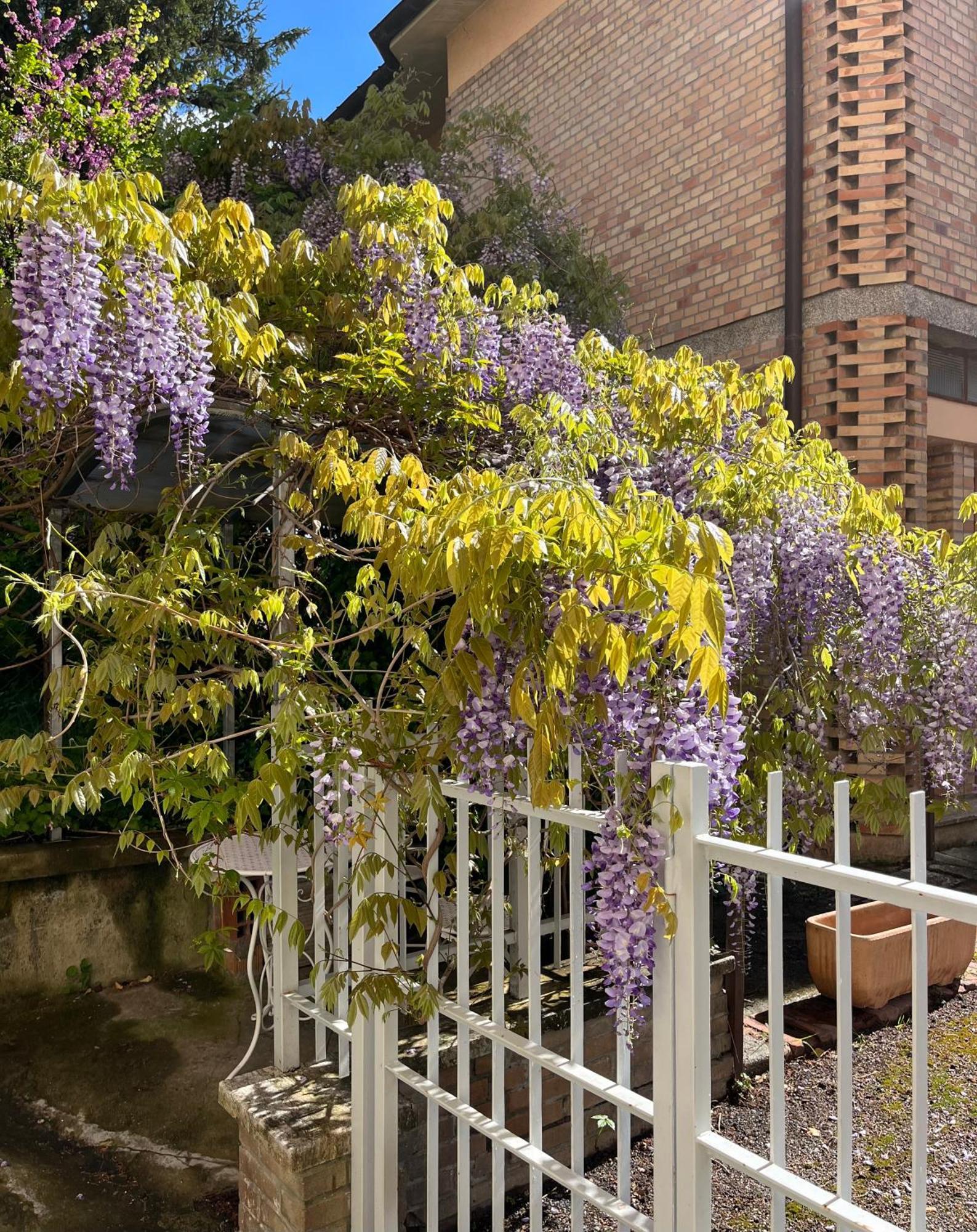 Villa Il Glicine - Monolocale A Due Passi Dal Centro Urbino Exterior foto